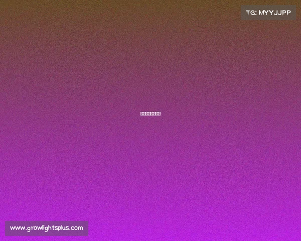 网球网子全国大赛